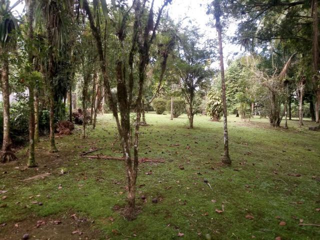 Terrenos - Porto de Cima - Morretes - Foto 15