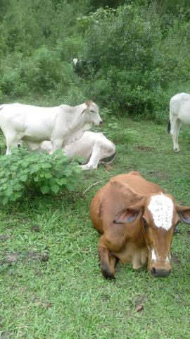 Fazenda cacau e gado - porteira fechada - Foto 2