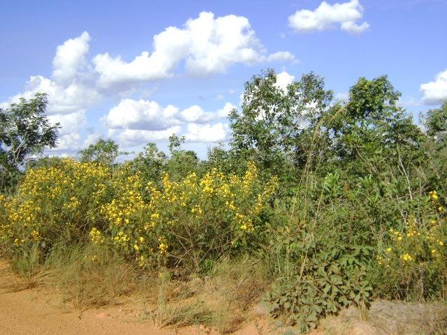 480 Alq.Tangará x Paraná, cerrado Tangará-MT - Foto 2