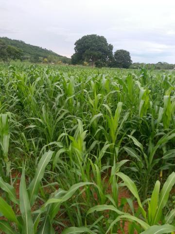 Fazenda 2.686 hectares em ARINOS MG - Foto 15