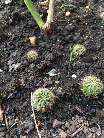 Vendo muda de cactos - Foto 6