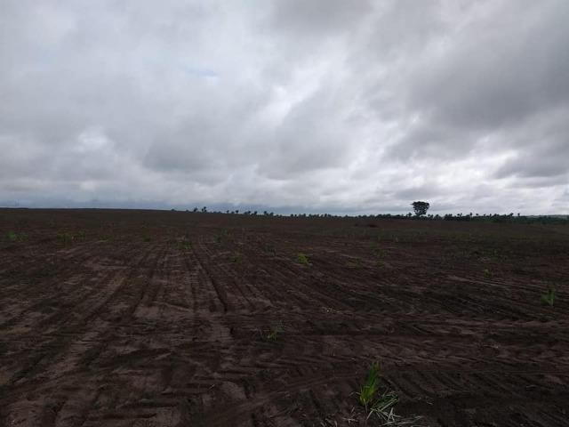 Vendo uma fazenda de 250 hectares em Caxias/MA ideal SOJA - Foto 3