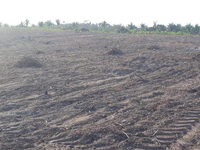Vendo uma fazenda de 250 hectares em Caxias/MA ideal SOJA - Foto 4