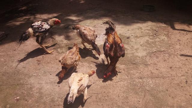 Criação de galos, galinhas e coelhos de raça. - Foto 5