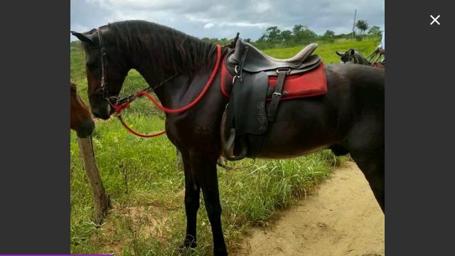 Potro mangalarga Machado 11mil lindo porti alto