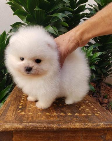 Spitz Alemão Anão Fêmea (Lulu da pomerânia anão) - Foto 2