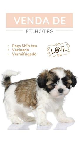 Filhotes de Shih-tzu