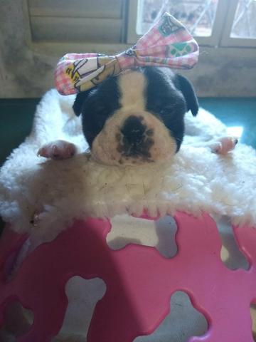 Buldogue francês, vacinados 45 dias pedigree