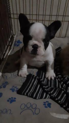 Buldogue francês - Foto 4
