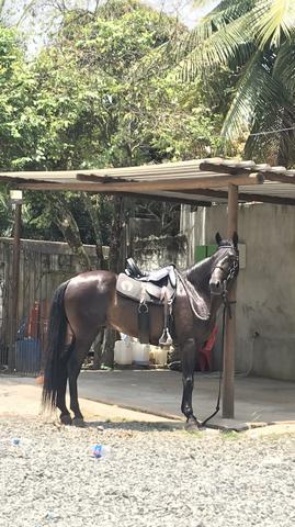 Mangalarga marchador 10.000