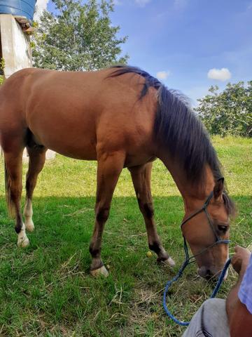 Cavalos - Foto 4