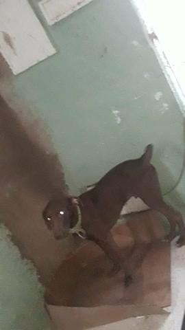 Doação de pet (cachorro) - Foto 6
