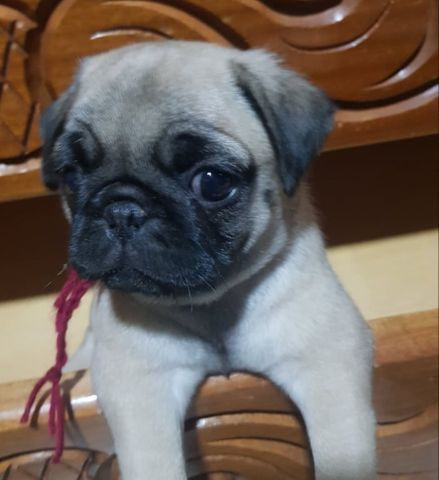 Filhotes de Pug Macho e Femea - Foto 2