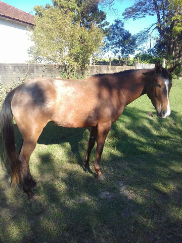 Potranca apaloosa