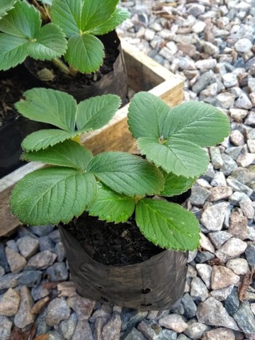 MUDAS DE MORANGO - Foto 2