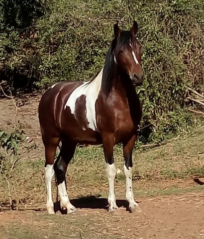 Égua comum top de cela 