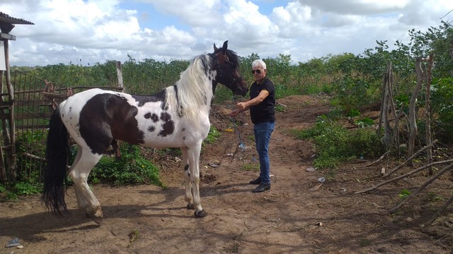 Cavalo pampa com documento 