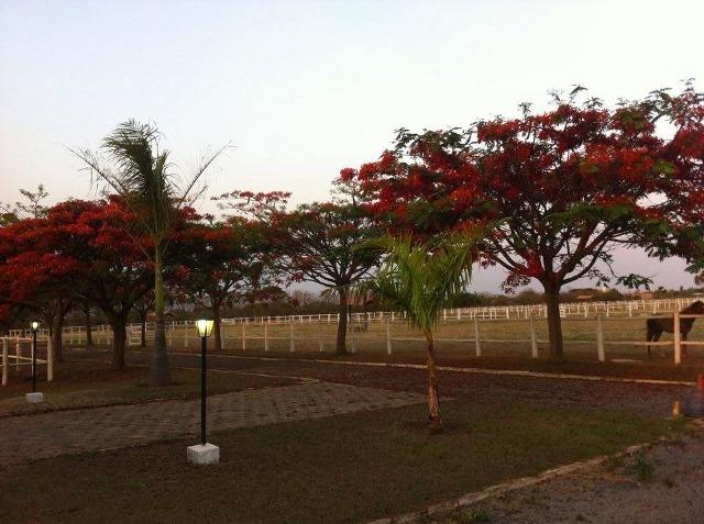 Samuel Pereira oferece: Haras com estrutura pronta, para criadores de bom gosto! - Foto 18
