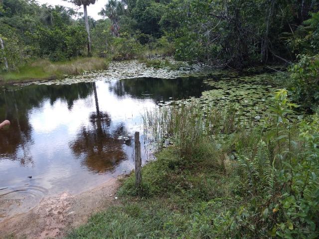 75 hectares a 60 km de Castanhal-Pará, por 650 mil reais - Foto 9