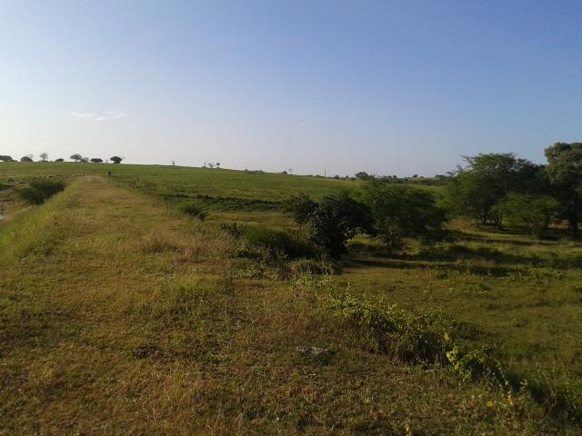 Fazenda com 290 há, casa, curral, 4 barreiros, muito pasto - Foto 2