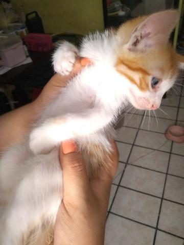 Lindos bebes para adoção - Foto 2