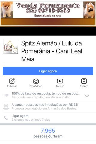 Nosso canil de Spitz Alemão / Lulu da Pomerânia - Foto 2