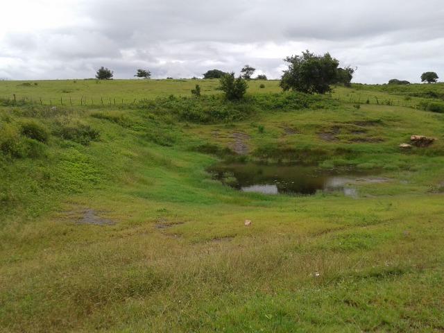 Fazenda com 63 há em brejinho, 10 barreiros, curral - Foto 15