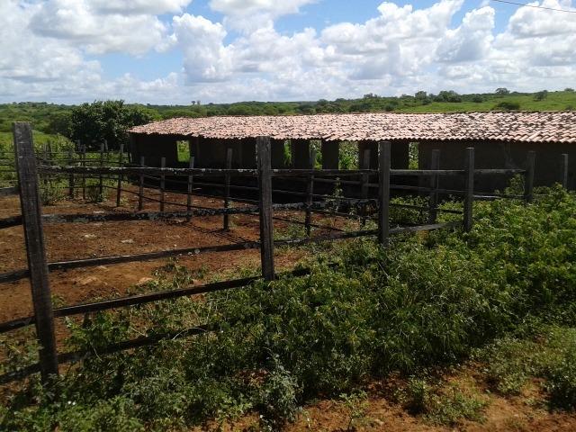 Fazenda com 38 há em são pedro do potengi, casa, curral, barreiro, rio potengi - Foto 4