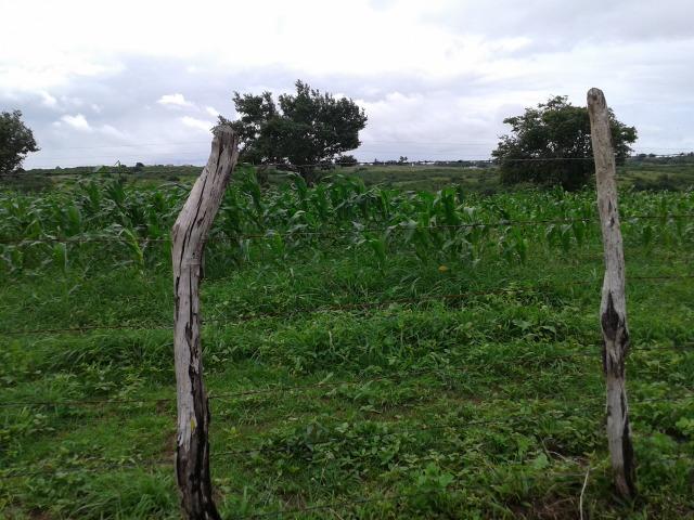 Fazenda com 63 há em brejinho, 10 barreiros, curral