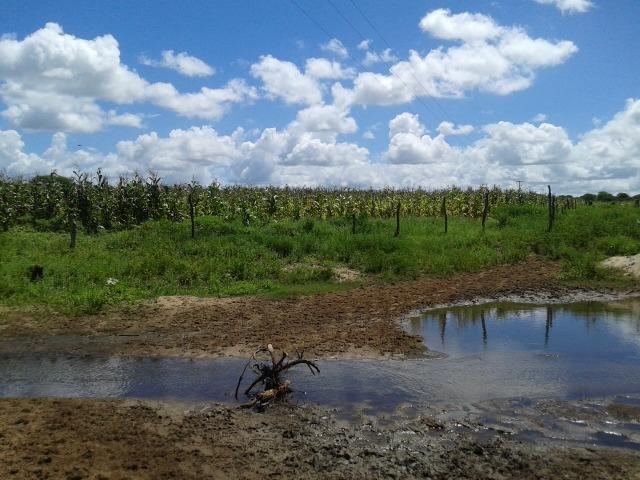 Fazenda com 38 há em são pedro do potengi, casa, curral, barreiro, rio potengi - Foto 10