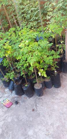 Moringa oleifeira