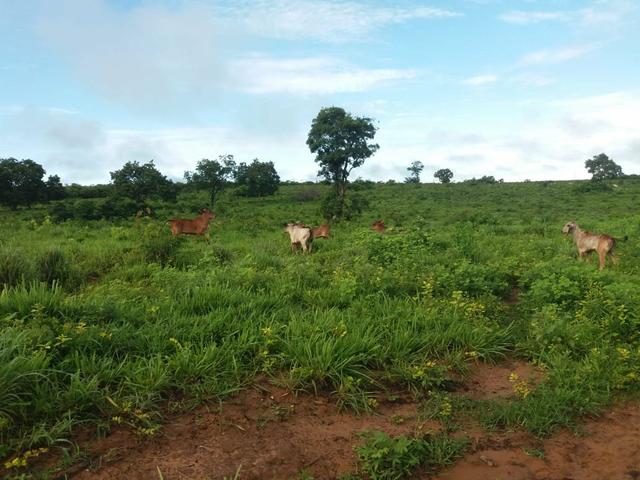Fazenda em Grajaú, oportunidade - Foto 2