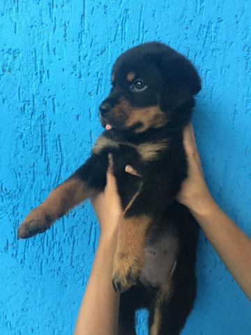 Rottweiler, cabeça de touro, padrão gigante, what's para mais informações 11 996.819.709 - Foto 3