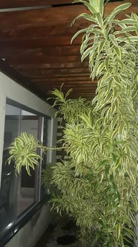 Casa bairro buriti,1 suíte ,2 qtos, cozinha planejada, R$1.200,00 - Foto 15