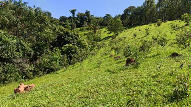 Chácara 2 Alqueires Formada 9 Km Asfalto Corumbá Goiás - Foto 16