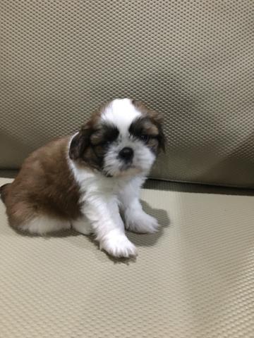 Procuro filhotes de raça Shih tzu yorkshire Bulldog Pug