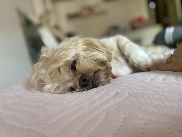 Procuro namorada - Lhasa Apso - Foto 2
