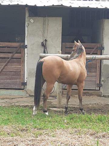 Cavalos - Foto 6