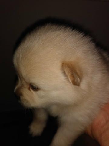 Vendo Spitz alemão anão - Foto 4