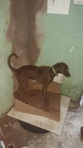 Doação de pet (cachorro) - Foto 2