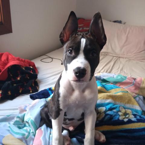 American Staffordshire terrier - Foto 3