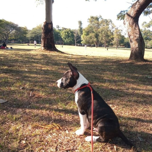 American Staffordshire terrier - Foto 3
