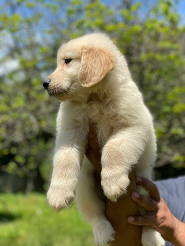 Lindos Filhotes Da Raca Golden Retriever Cachorros E Acessorios Botafogo Rio De Janeiro 820511042 Olx