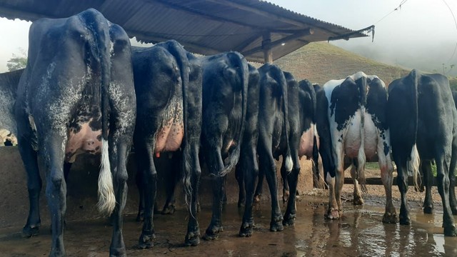 Novilhas e vacas leiteiras a venda  - Foto 2
