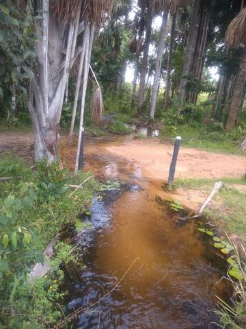 75 hectares a 60 km de Castanhal-Pará, por 650 mil reais - Foto 8