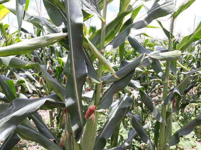 Ibimirim=Vend.5.500 mil por Hect=Fazenda mil Hect. Pronta pra Criar e Plantar=Água,Energia - Foto 8