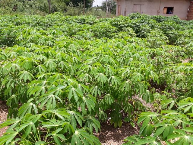 Ibimirim=Vend.5.500 mil por Hect=Fazenda mil Hect. Pronta pra Criar e Plantar=Água,Energia - Foto 19