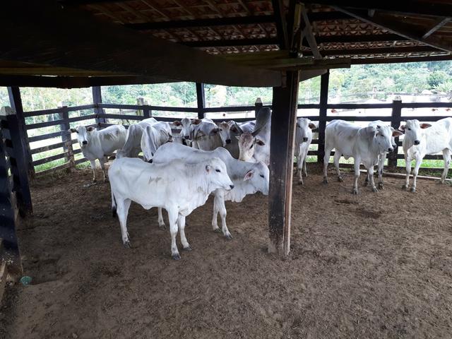 Bezerro nelore excelentes