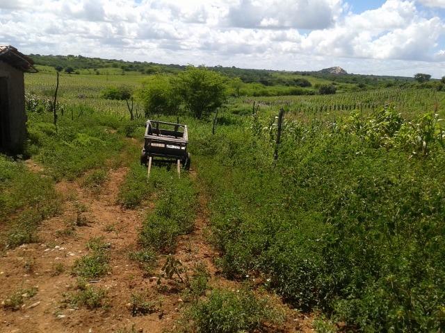 Fazenda com 38 há em são pedro do potengi, casa, curral, barreiro, rio potengi - Foto 13