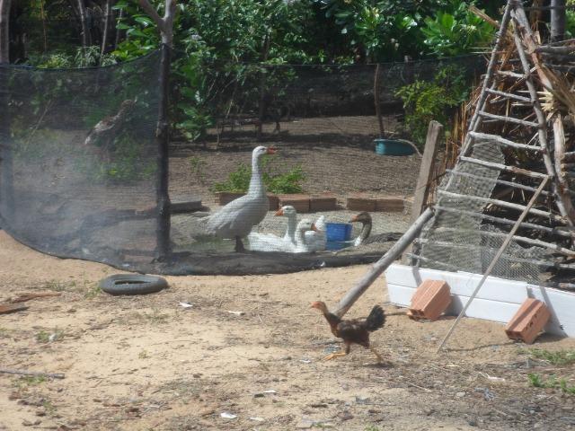 Sitio na Linha Verde (Cidade do Conde) Próximo a rios) - Foto 8